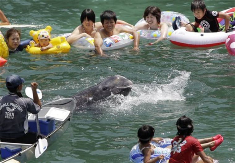 Tourists watch Niru, a Risso's dolphin caught locally, swimming through the crowd looking for chunks of raw squid given by a Taiji Whale Museum employee, left, in a small ocean cove in Taiji, Wakayama Prefecture in western Japan. 